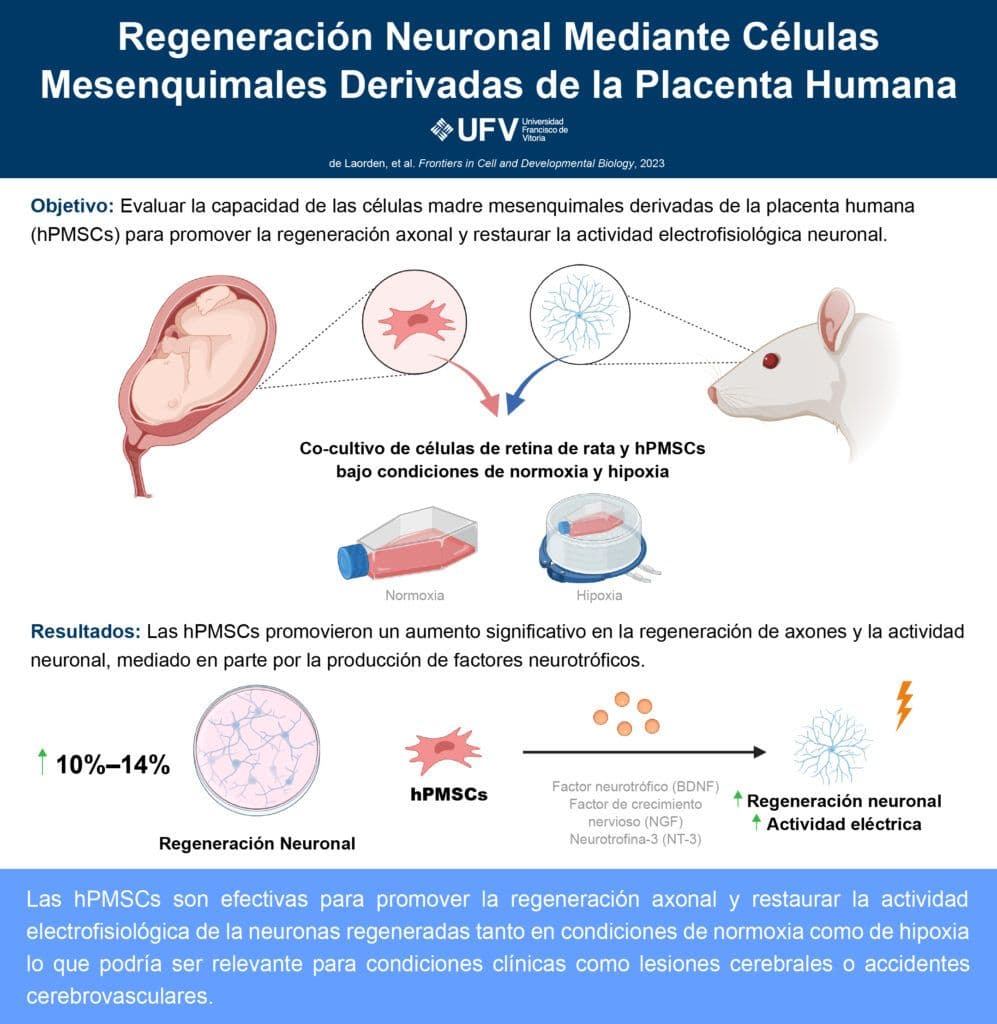 Un estudio de la UFV muestra resultados prometedores en la utilización de células madre para la regeneración neuronal | UFV 240424_para-publicar_infografia_placenta_Maite-Iglesias-997x1024 Un estudio de la UFV muestra resultados prometedores en la utilización de células madre para la regeneración neuronal | UFV Estudiar en Universidad Privada Madrid