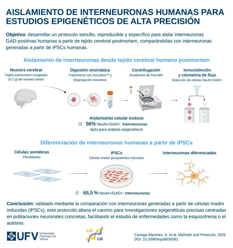 A new technique opens the door to the direct study of neurons involved in mental illnesses | UFV 250714_para-publicar_Isolate-Interneurons_SPA@2x-100-962x1024 A new technique opens the door to the direct study of neurons involved in mental illnesses | UFV Study at the Universidad Privada Madrid