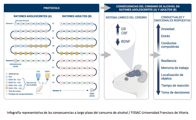 ¿Qué consecuencias tiene el consumo de alcohol en la adolescencia? | Noticias de Actualidad UFV | UFV raton ¿Qué consecuencias tiene el consumo de alcohol en la adolescencia? | Noticias de Actualidad UFV | UFV Estudiar en Universidad Privada Madrid