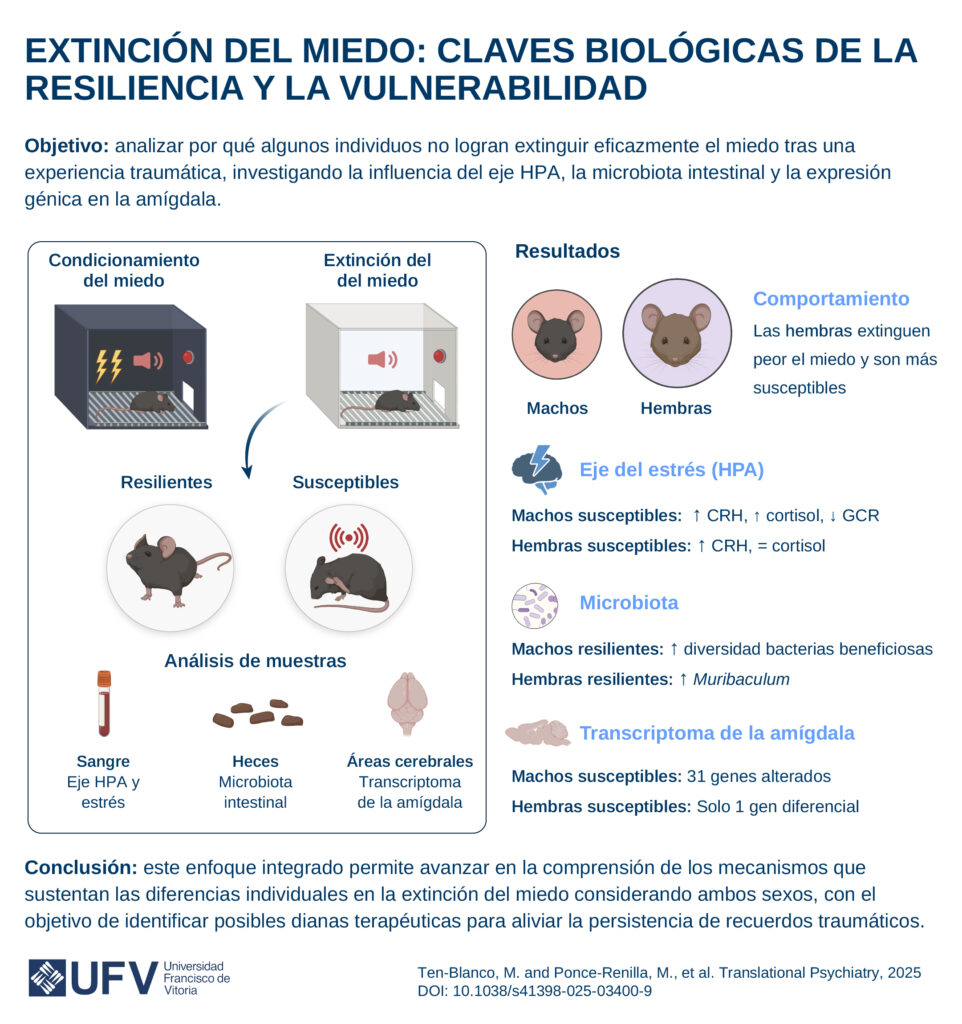 250627 para publicar UFV fear extinction@2x 101 2 962x1024 El miedo que no se apaga: hormonas, microbiota y genes detrás del trauma persistente Estudiar en Universidad Privada Madrid