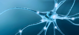 FACULTAD DE CIENCIAS EXPERIMENTALES 250702 miniatura wordpress noticia interneuronas FACULTAD DE CIENCIAS EXPERIMENTALES Estudiar en Universidad Privada Madrid