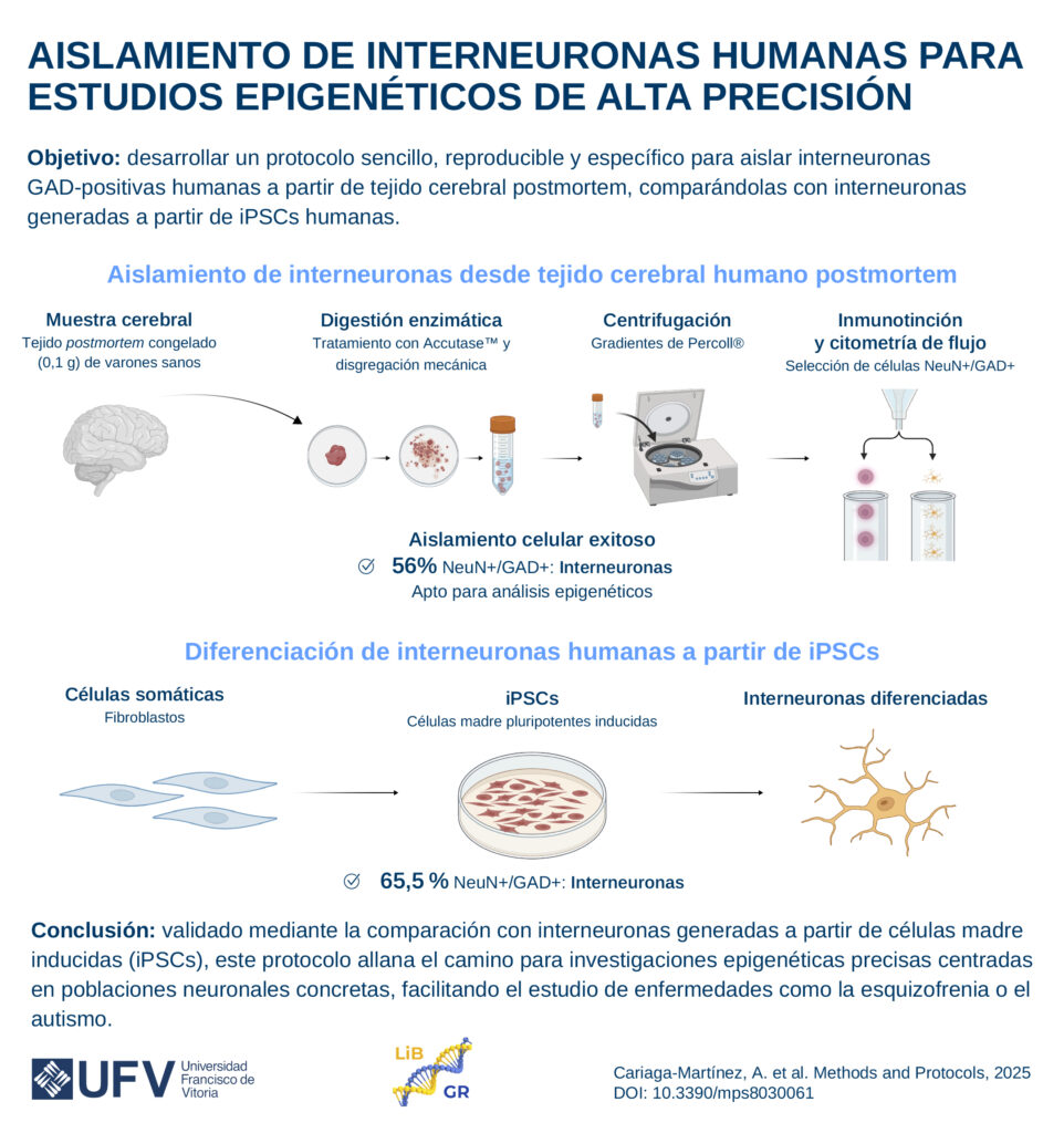 Una nueva técnica abre la puerta al estudio directo de neuronas implicadas en enfermedades mentales 250714 para publicar Isolate Interneurons SPA@2x 100 962x1024 Una nueva técnica abre la puerta al estudio directo de neuronas implicadas en enfermedades mentales Estudiar en Universidad Privada Madrid